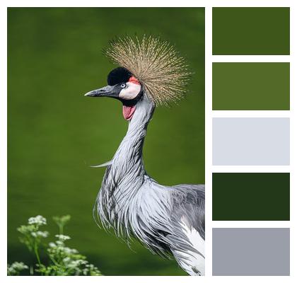 Bird Grey Crowned Crane Animal Image